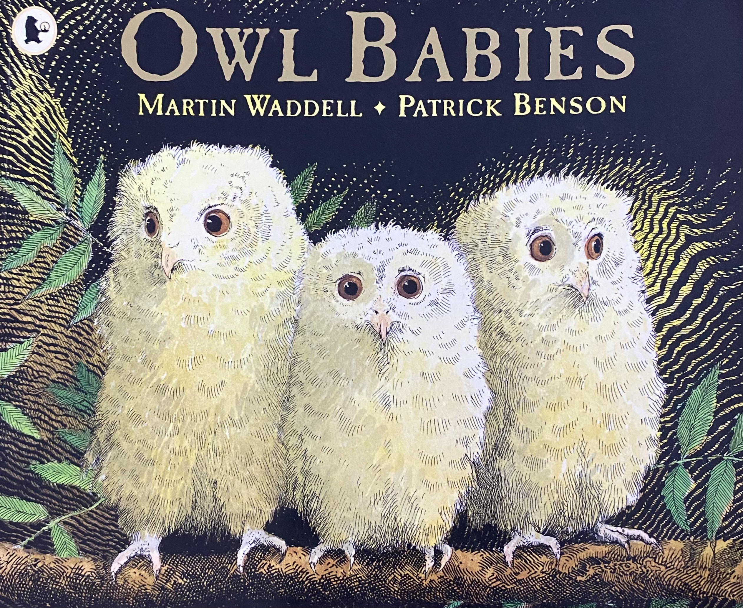 OWL BABIES